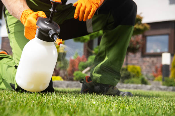 Wasp Removal Services in Siesta Acres, TX